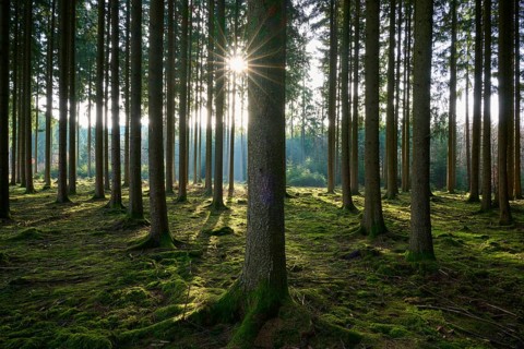 Spruce forest flooded with sunlight falling through branches onto a mossy ground, Mudau, Odenwald,