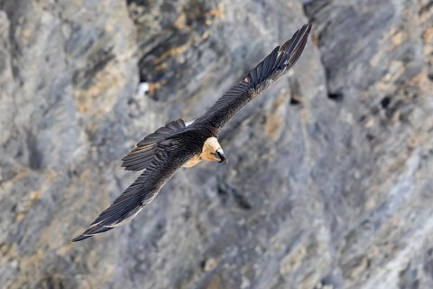 Bearded Vulture (Gypaetus barbatus) flying, Valais, Switzerland
