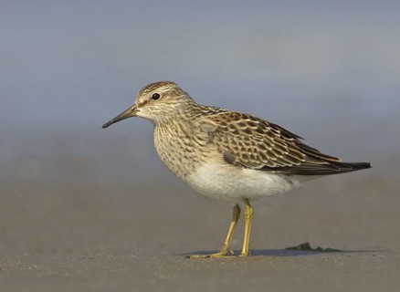 Pectoral Sandpiper (Calidris melanotos), Ohio, USA