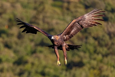 Golden Eagle, (Aquila chrysaetos), bird of prey, family of hawk-like birds, flight, biotope,