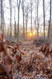 A sunset illuminates the rows of trees in the forest, with leaves in the foreground, forest pasture