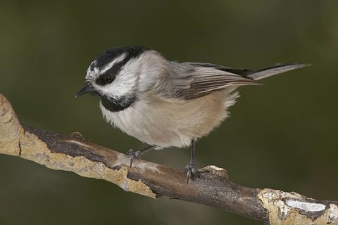 Mountain Chickadee (Poecile gambeli), New Mexico, USA