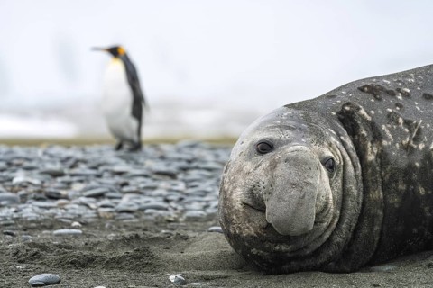 Southern elephant seal (Mirounga leonina), lying on the shingle beach, king penguin (Aptenodytes