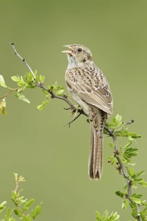 Cassin's Sparrow (Peucaea cassinii) singing, Texas, USA