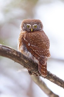Pygmy owl (Glaucidium passerinum), Luce, Mountain area, Luce, Styria, Slovenia