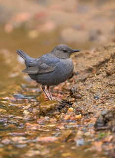 American Dipper (Cinclus mexicanus), Colorado, USA