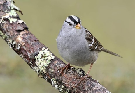 White-crowned Sparrow (Zonotrichia leucophrys), Saskatchewan, Canada