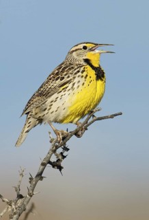 Western Meadowlark (Sturnella neglecta) singing, Texas, USA