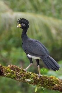 Great Curassow (Crax rubra) perched on a branch in Costa Rica
