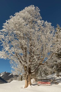 Hoar frosted maple tree in the Eng valley. Snow covered landscape on a sunny day with blue sky and