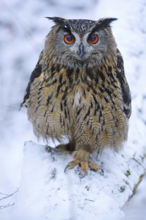 Eurasian Eagle-Owl (Bubo bubo), North Rhine-Westphalia, Germany