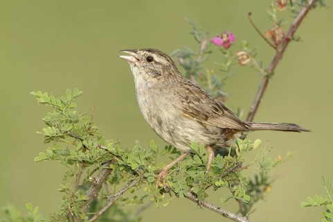Cassin's Sparrow (Peucaea cassinii) singing, Texas, USA