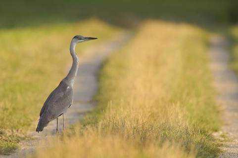 Grey Heron (Ardea cinerea), Baden-Wuerttemberg, Germany