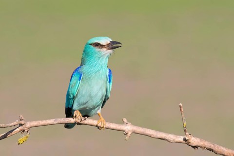 European Roller (Coracias garrulus) perched on a branch, Puszta, Hungary
