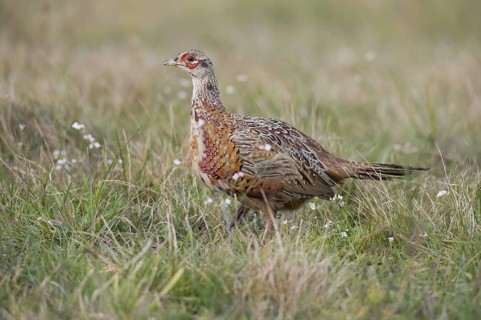 Common Pheasant (Phasianus colchicus) juvenile male, Poland