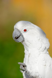 White cockatoo (Cacatua alba), portrait, captive, occurrence in Indonesia