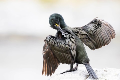 Cormorant (Gulosus aristotelis) during plumage care, Hornøya Island, Vardø, Varanger, Finnmark,