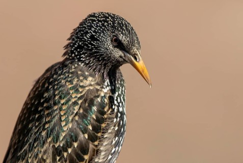 Common Starling (Sturnus vulgaris), Lower Saxony, Germany