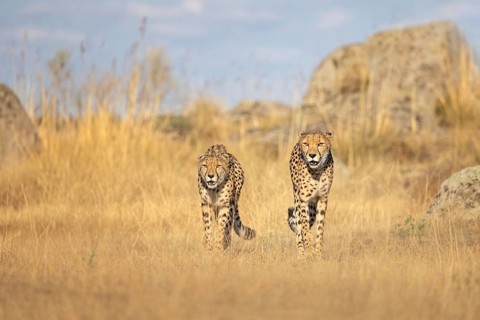 Cheetah (Acinonyx jubatus) pair walking in grassland, Castile-La Mancha, Spain
