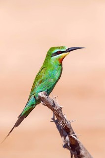 Blue-cheeked Bee-eater, (Merops persicus), family of bee-eaters, bird on perch, Al Mughsyal,