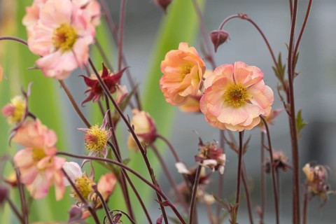 Carnation root (Geum 'Nonna'), Germany