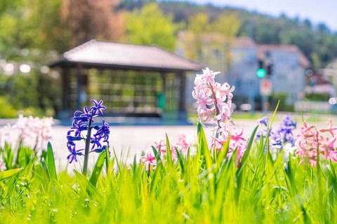 Blooming hyacinths against an urban background in spring, Aidlingen, Böblingen district, Germany