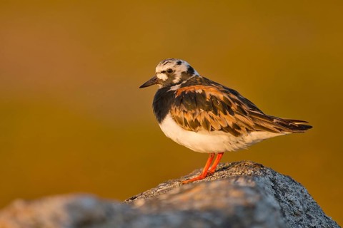 Ruddy Turnstone (Arenaria interpres), Finnmark, Norway