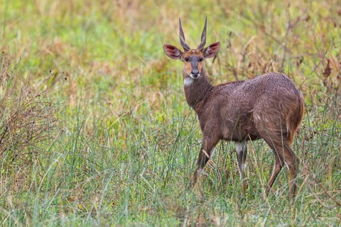 Bushbuck (Tragelaphus scriptus), antelope, iSimangaliso Wetland Park, St. Lucia, KwaZulu-Natal,
