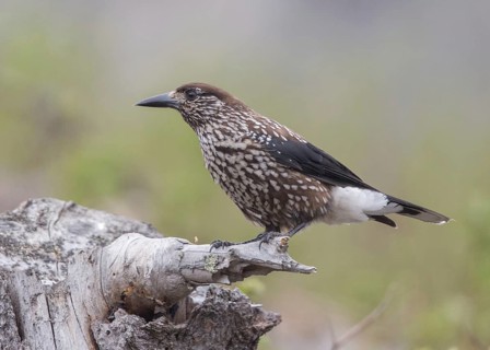 Spotted Nutcracker (Nucifraga caryocatactes), Bulgarien