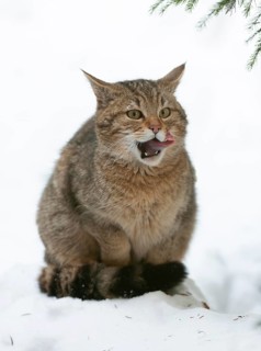 European wildcat (Felis silvestris) sitting in the snow and looking attentively, captive, Bavarian