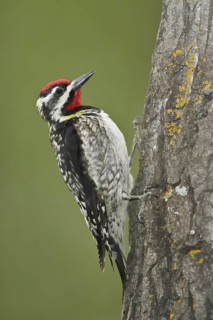 Yellow-bellied Sapsucker (Sphyrapicus varius) male, Manitoba, Canada