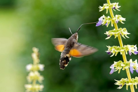 Hummingbird hawk-moth pollinates Coleus flowers, Hessen, Germany