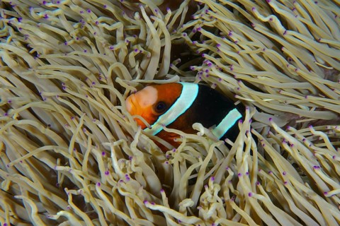 A Clark's anemonefish (Amphiprion clarkii) hides in the tentacles of a sea anemone in the sea, dive