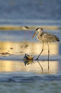 Grey grey heron (Ardea cinerea), foraging, prey, fish, boat trip, Tiszaalpár, Kiskunsági National