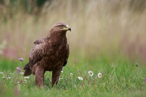 Lesser Spotted Eagle (Clanga pomarina) on grassland, Poland