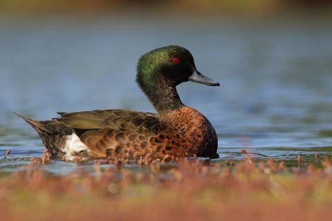 Chestnut Teal (Anas castanea) male, Victoria, Australia