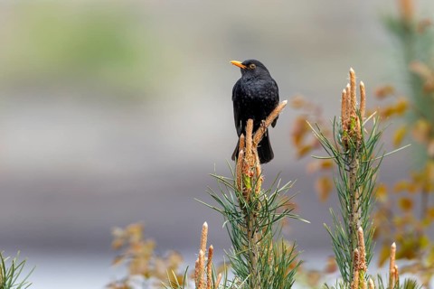 Male blackbird (Turdus merula) on a singing platform, April, Germany