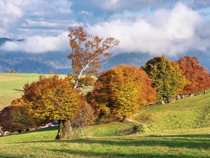 View of typical Black Forest landscape on Schauinsland, green meadows with old grazing beech trees