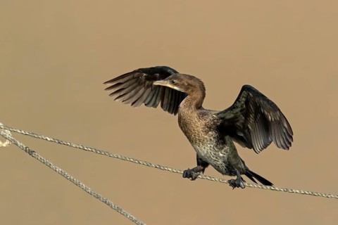 Pygmy Cormorant, (Phalacrocorax pygmeus), animals, birds, cormorant family, perch, rope, dew, Gome