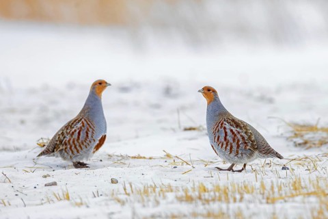 Two grey partridges, English partridges, huns (Perdix perdix), partridge pair foraging on snow