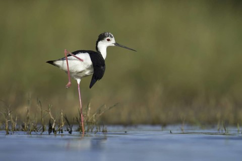 Black-winged Stilt (Himantopus himantopus), Portugal