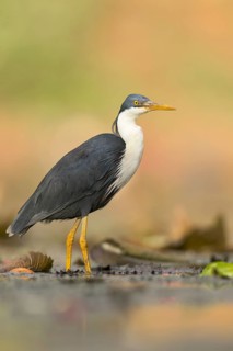 Pied Heron (Egretta picata) in a wetland area in Papua New Guinea