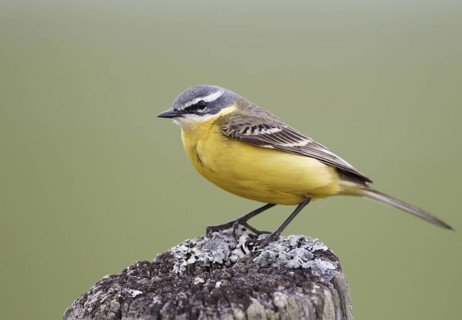 Western Yellow Wagtail (Motacilla flava), Ringkoebing Fjord, Tipperne, Denmark