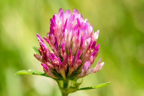 Meadow clover (Trifolium pratense), red clover in inflorescence with zygomorphic flowers, macro