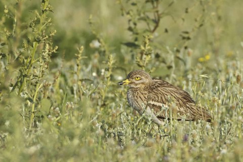 Eurasian Stone-curlew (Burhinus oedicnemus), Silifke, Turkey