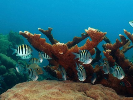 Striped Sergeant (Abudefduf saxatilis)