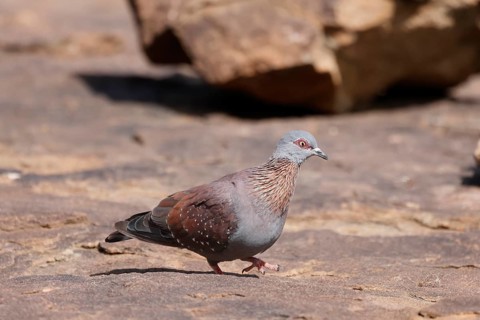 Guinea Pigeon (Columba guinea), Streak-necked Pigeon, adult, on ground, walking, foraging, Mountain
