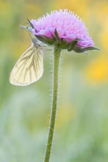 Ein Grünader-Weißling (Pieris napi) an Acker-Skabiose (Knautia arvensis), er wird auch als