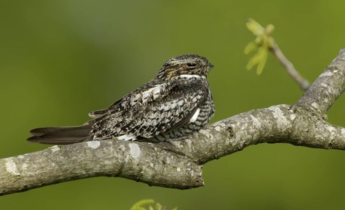 Common Nighthawk (Chordeiles minor), Texas, USA