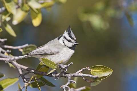 Bridled Titmouse Baeolophus wollweberi Sonoita, Cochise County, Arizona, United States 25 February
